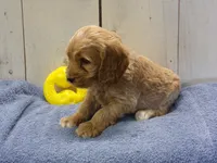 Barry, a male Cockapoo for sale in Abbotsford, WI – 4 of 6