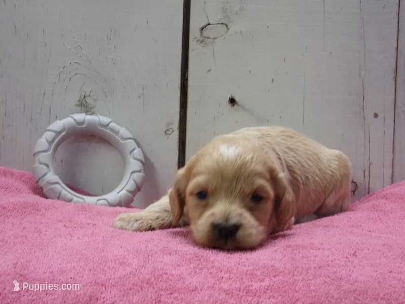 Bessie – Cockapoo puppy for sale in Abbotsford, WI