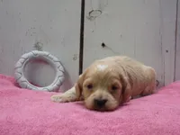 Bessie, a female Cockapoo for sale in Abbotsford, WI – 1 of 6