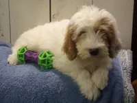 Jake, a male Goldendoodle for sale in Abbotsford, WI – 2 of 2