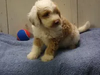 Jethro, a male Goldendoodle for sale in Abbotsford, WI – 2 of 5