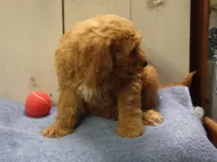 Barney, a male Cockapoo for sale in Abbotsford, WI – 2 of 5