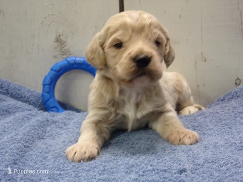 Brady – Cockapoo puppy for sale in Abbotsford, WI
