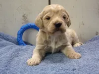 Brady, a male Cockapoo for sale in Abbotsford, WI – 1 of 6