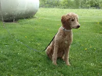 Ezra, a male Poodle - Miniature  for sale in Abbotsford, WI – 5 of 7