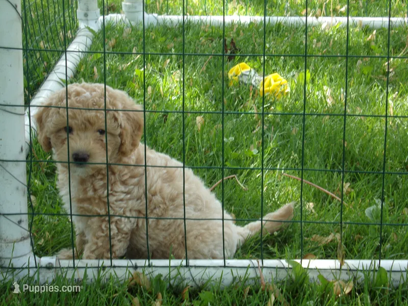 Dallas – Miniature Goldendoodle puppy for sale in Abbotsford, WI