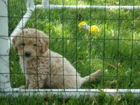 Dallas, a male Miniature Goldendoodle for sale in Abbotsford, WI – 1 of 6