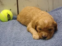 Baxter, a male Cockapoo for sale in Abbotsford, WI – 3 of 6