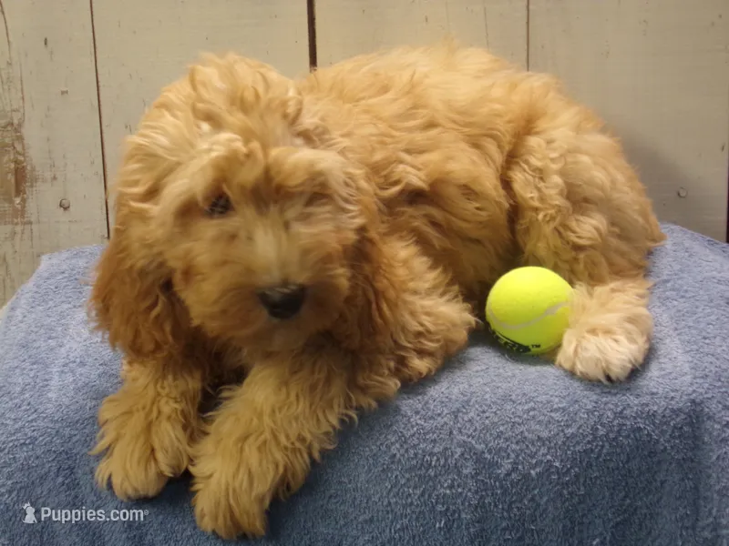 Baxter – Cockapoo puppy for sale in Abbotsford, WI