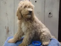 Brady, a male Cockapoo for sale in Abbotsford, WI – 3 of 5
