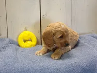 Barry, a male Cockapoo for sale in Abbotsford, WI – 2 of 6