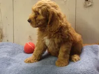 Barney, a male Cockapoo for sale in Abbotsford, WI – 4 of 5