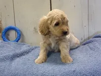 Brady, a male Cockapoo for sale in Abbotsford, WI – 4 of 7