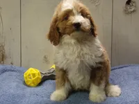 Jonah, a male Goldendoodle for sale in Abbotsford, WI – 2 of 4