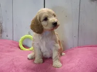 Beverly, a female Cockapoo for sale in Abbotsford, WI – 7 of 7