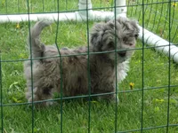 Helga, a female Havapoo for sale in Abbotsford, WI – 2 of 5