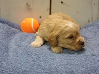 Boone, a male Cockapoo for sale in Abbotsford, WI – 4 of 5