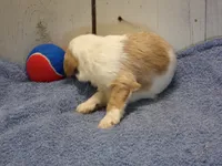 Jethro, a male Goldendoodle for sale in Abbotsford, WI – 6 of 7