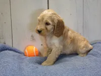 Boone, a male Cockapoo for sale in Abbotsford, WI – 2 of 5