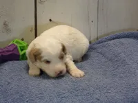 Jake, a male Goldendoodle for sale in Abbotsford, WI – 5 of 5