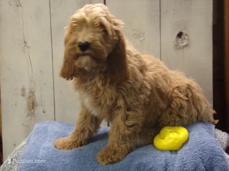 Barry – Cockapoo puppy for sale in Abbotsford, WI