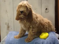 Barry, a male Cockapoo for sale in Abbotsford, WI – 1 of 5
