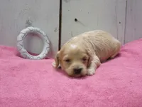 Bessie, a female Cockapoo for sale in Abbotsford, WI – 6 of 6