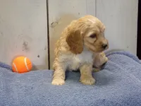 Boone, a male Cockapoo for sale in Abbotsford, WI – 4 of 5