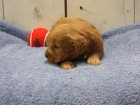 Barney, a male Cockapoo for sale in Abbotsford, WI – 6 of 6
