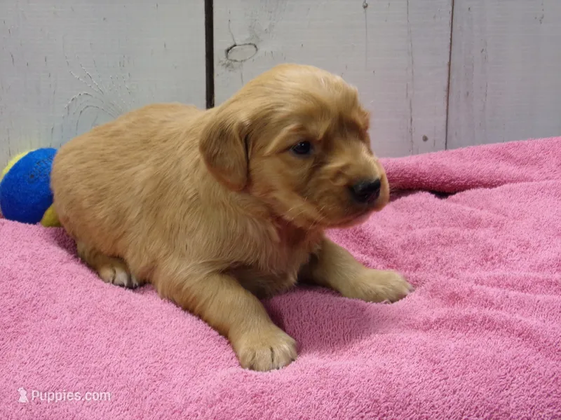 Bonnie – Golden Retriever puppy for sale in Abbotsford, WI