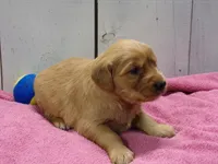 Bonnie, a female Golden Retriever for sale in Abbotsford, WI – Photo 2 of 4