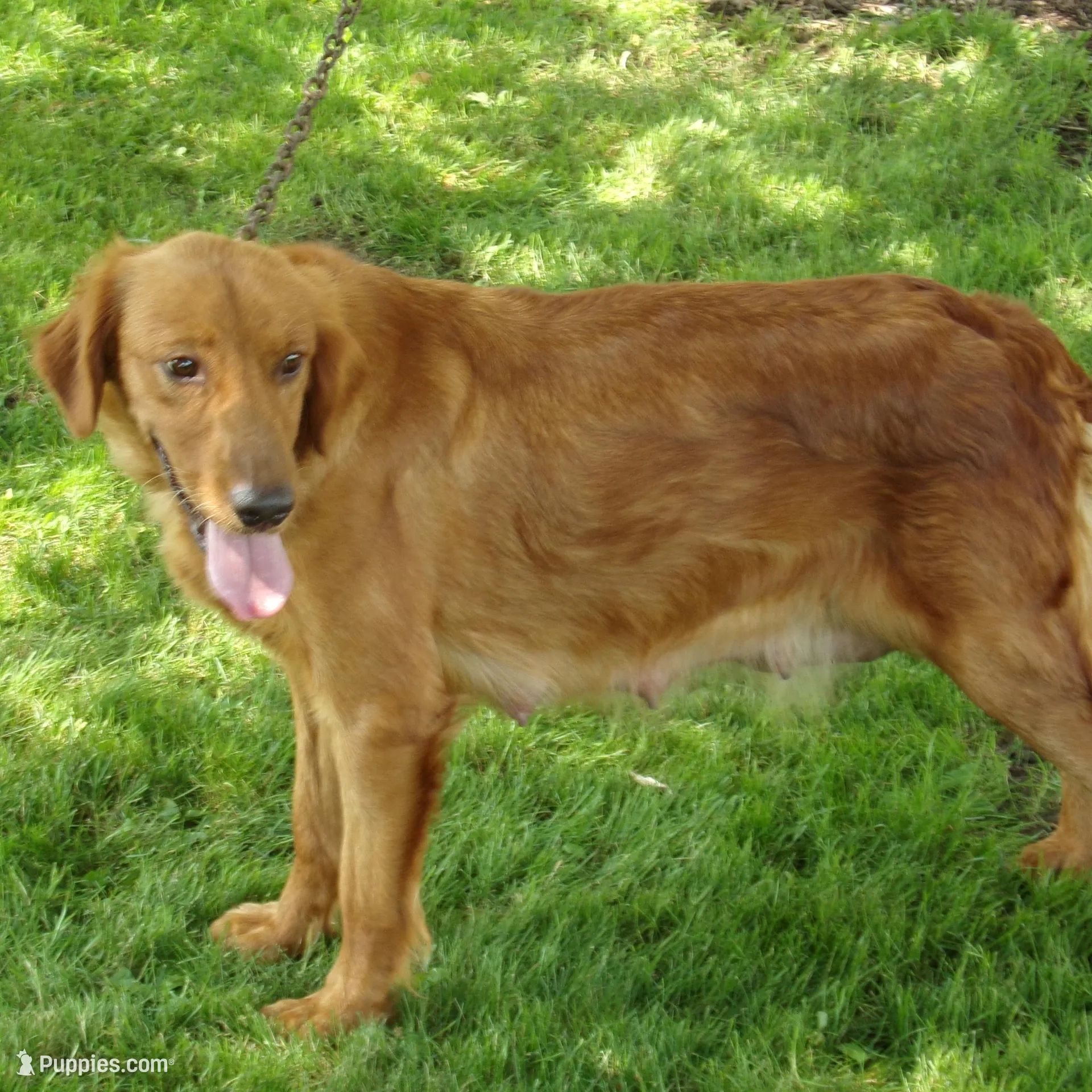 Bonnie, a female Golden Retriever for sale in Abbotsford, WI – Photo 3 of 4