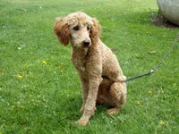 Ezra, a male Poodle - Miniature  for sale in Abbotsford, WI – 2 of 7