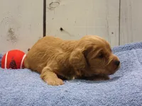 Barney, a male Cockapoo for sale in Abbotsford, WI – 2 of 6