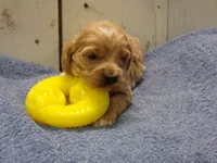 Barry, a male Cockapoo for sale in Abbotsford, WI – 3 of 6