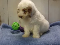 Jake, a male Goldendoodle for sale in Abbotsford, WI – 3 of 5