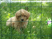 Denver, a male Miniature Goldendoodle for sale in Abbotsford, WI – 3 of 6