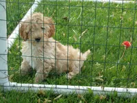 Parker, a male Miniature Goldendoodle for sale in Abbotsford, WI – 5 of 6