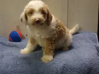 Jethro, a male Goldendoodle for sale in Abbotsford, WI – 4 of 5