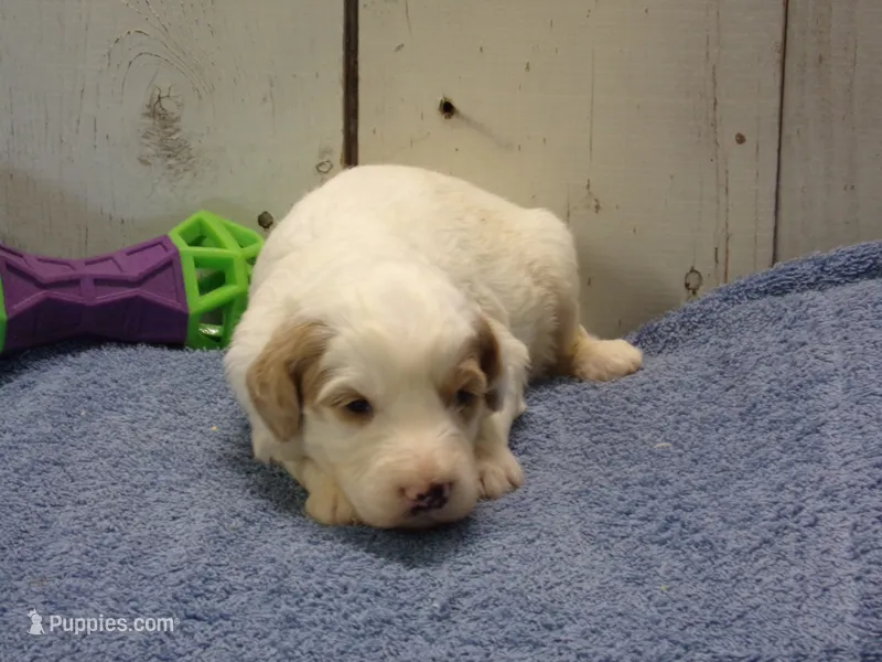 Jake – Goldendoodle puppy for sale in Abbotsford, WI