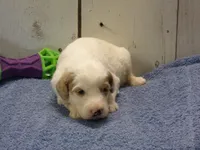 Jake, a male Goldendoodle for sale in Abbotsford, WI – 1 of 5
