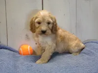 Boone, a male Cockapoo for sale in Abbotsford, WI – 5 of 5