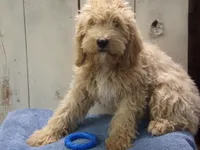 Brady, a male Cockapoo for sale in Abbotsford, WI – 4 of 5