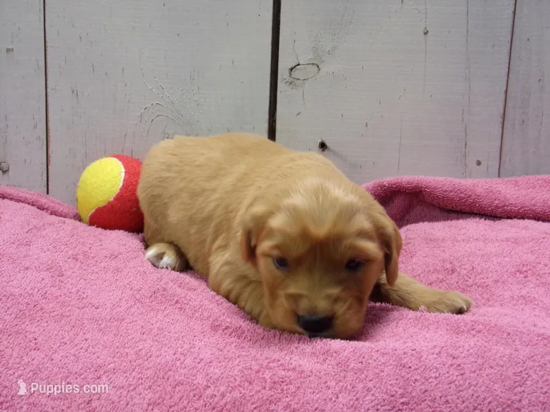 Bessie – Golden Retriever puppy for sale in Abbotsford, WI