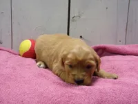 Bessie, a female Golden Retriever for sale in Abbotsford, WI – Photo 1 of 3