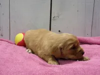 Bessie, a female Golden Retriever for sale in Abbotsford, WI – Photo 2 of 3