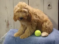 Baxter, a male Cockapoo for sale in Abbotsford, WI – 2 of 3