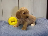 Barry, a male Cockapoo for sale in Abbotsford, WI – 6 of 6