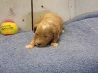 Jackson, a male Goldendoodle for sale in Abbotsford, WI – 3 of 5