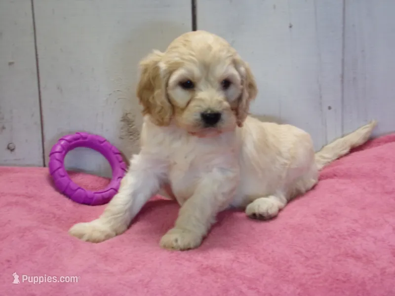 Bertha – Cockapoo puppy for sale in Abbotsford, WI